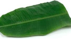 Banana Leaf Fresh 1pc