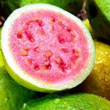 Guava Fruit Brazilian 1pc