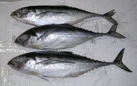 Frozen Horse Mackerel 1kg (Only Click & Collect)
