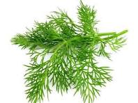 Dill Leaves