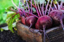 Beet Root Fresh 1kg