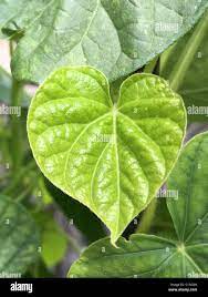 Morning Glory Leaves