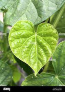 Morning Glory Leaves