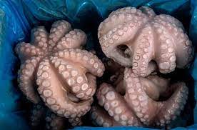 Frozen Octopus Whole New Concisa 1kg (Only for Blanch, Lucan, Meath, Maynooth & Kilcock)