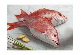 Frozen Red Fish 500/800gm 3kg (Only Click & Collect)