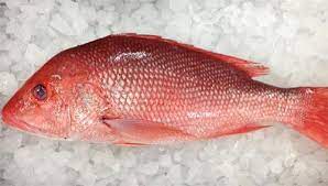 Frozen Red Fish 2kg (Only for Blanch, Lucan, Meath, Maynooth & Kilcock)
