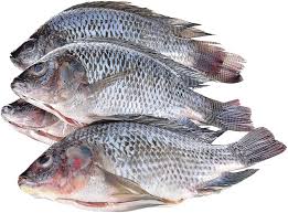 Frozen Tilapia Whole 300-500gm Ocean Classic 2.5kg (Only Click & Collect)