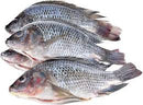 Frozen Tilapia Whole 300-500gm Ocean Classic 2.5kg (Only Click & Collect)