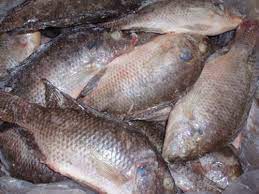 Tilapia Whole GS 200/300gm Day Sea Day 1kg