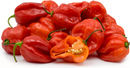 Fresh Red Hot Pepper